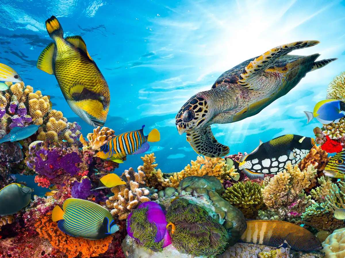 Coral Garden Snorkeling