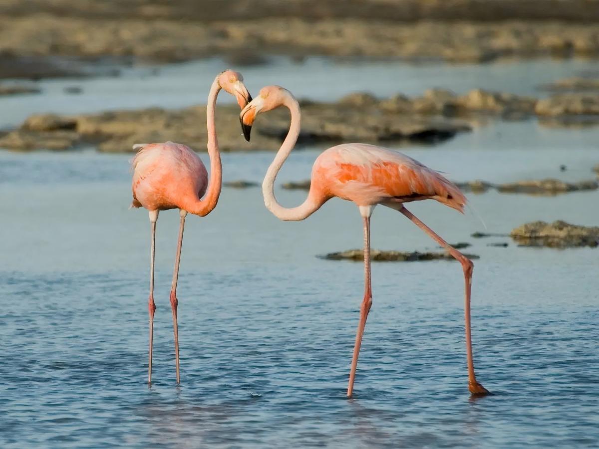 Flamingo Habitat