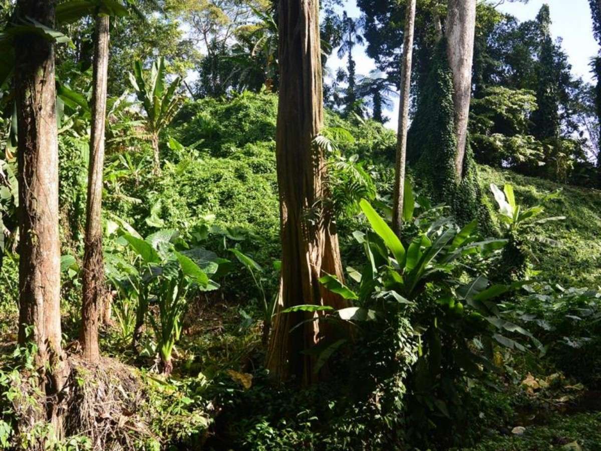 Lae Botanic Gardens