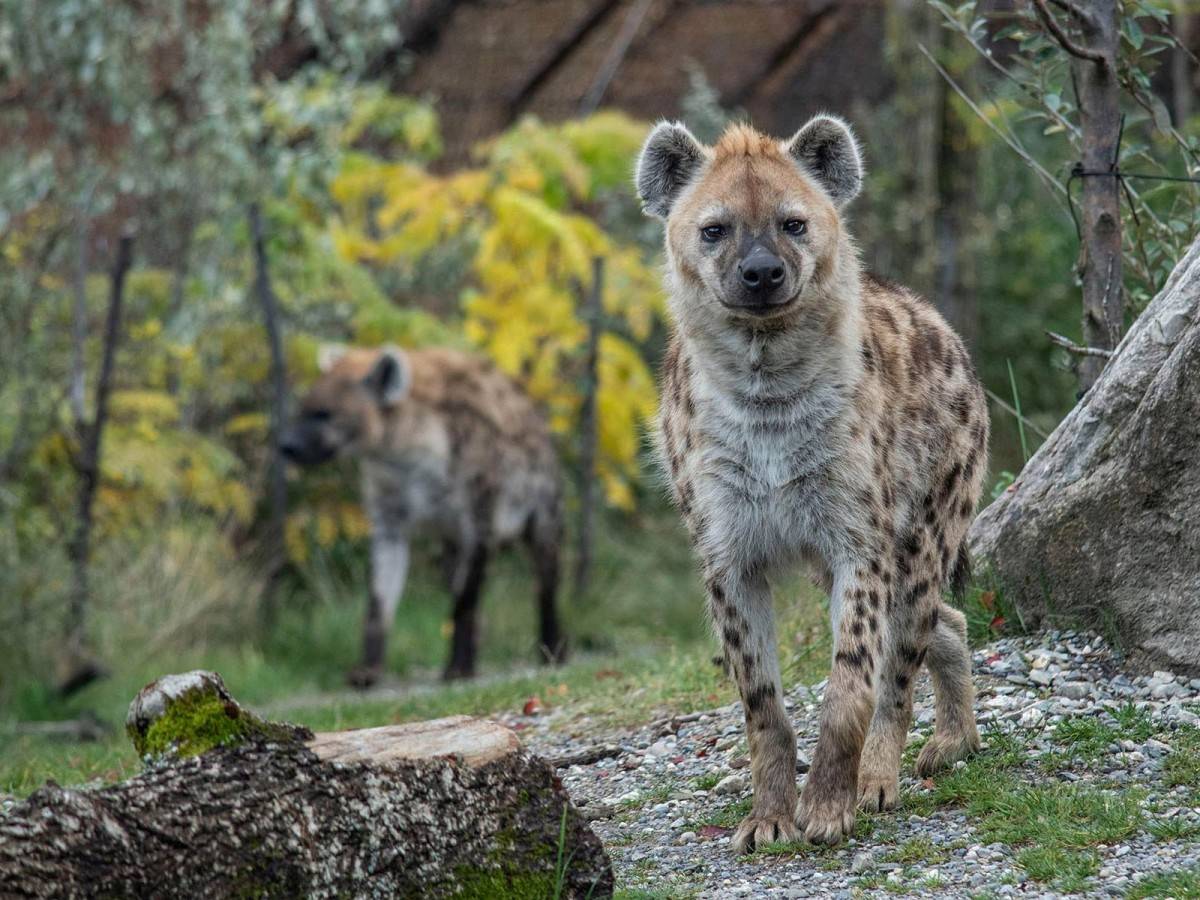 Zoo Zurich