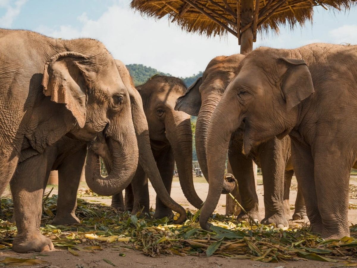 Elephant Nature Park