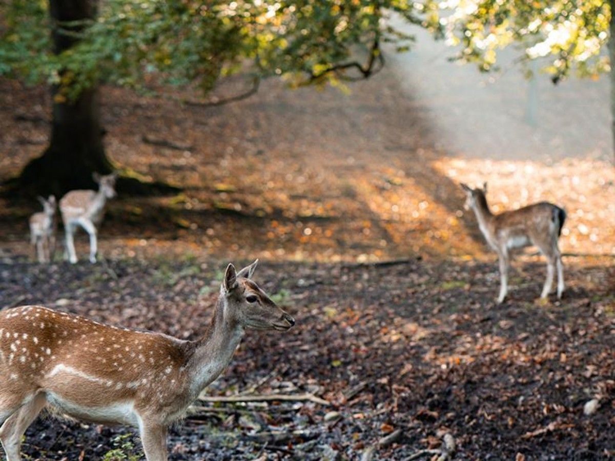 Marselisborg Deer Park