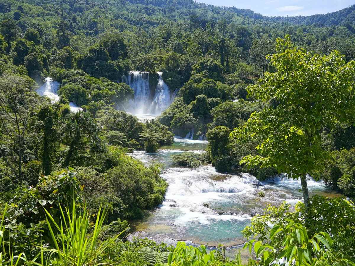 Rainforest Habitat