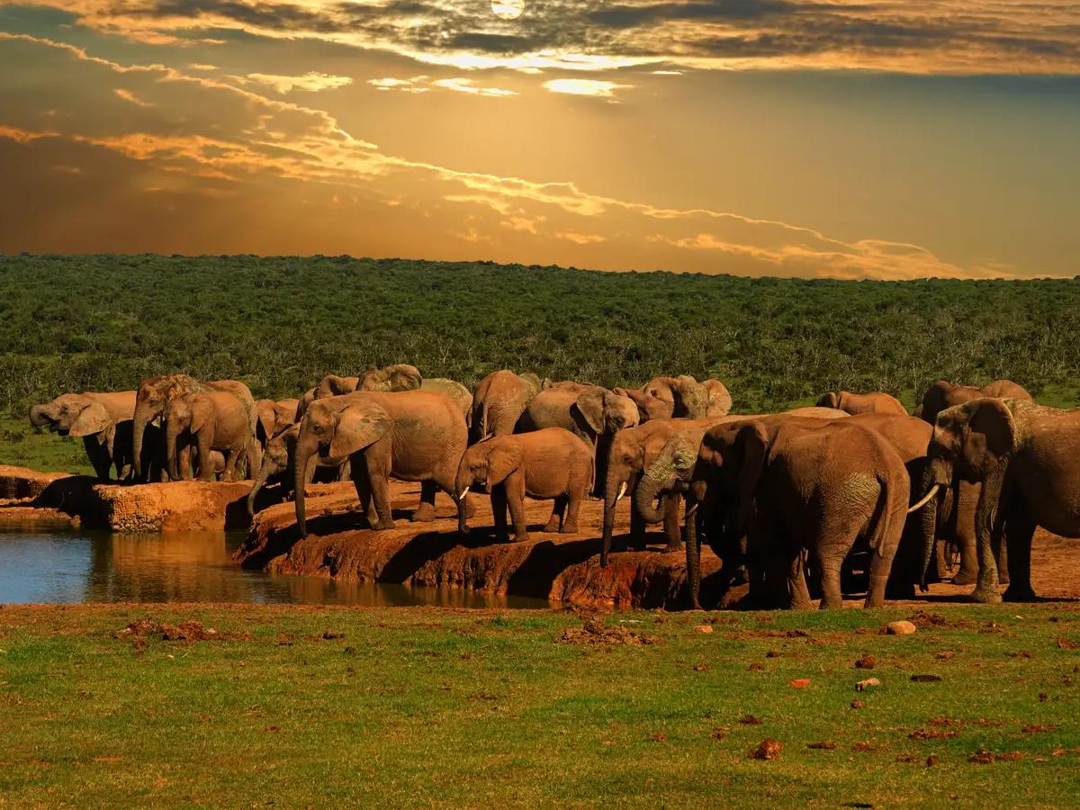 Addo Elephant National Park