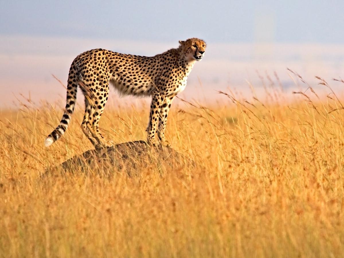 Masai Mara