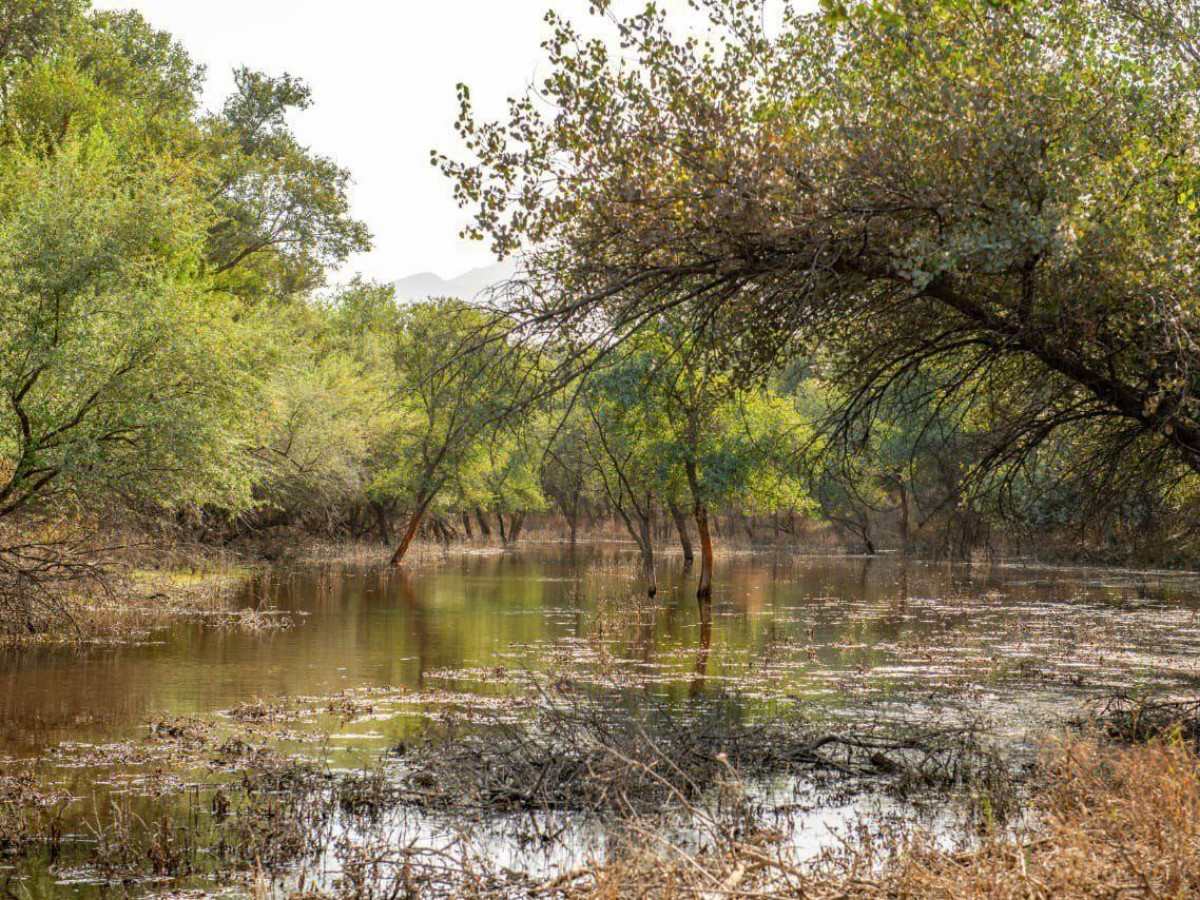 Tigle Forest Reserve