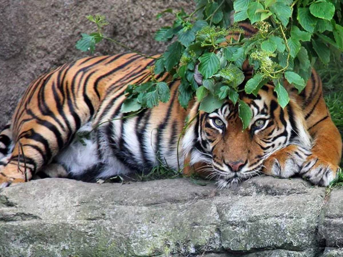 Aalborg Zoo
