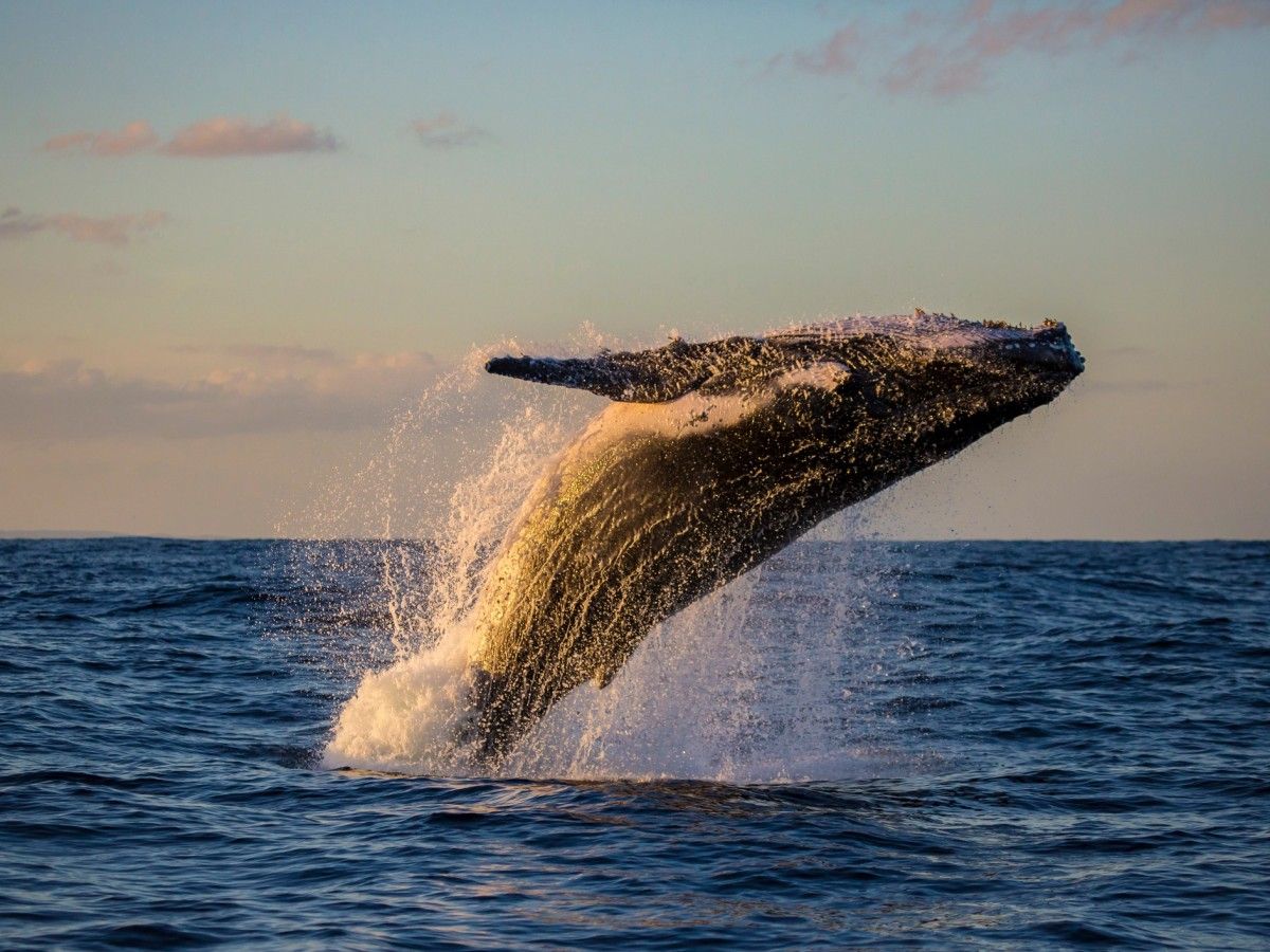Whale Watching Tours
