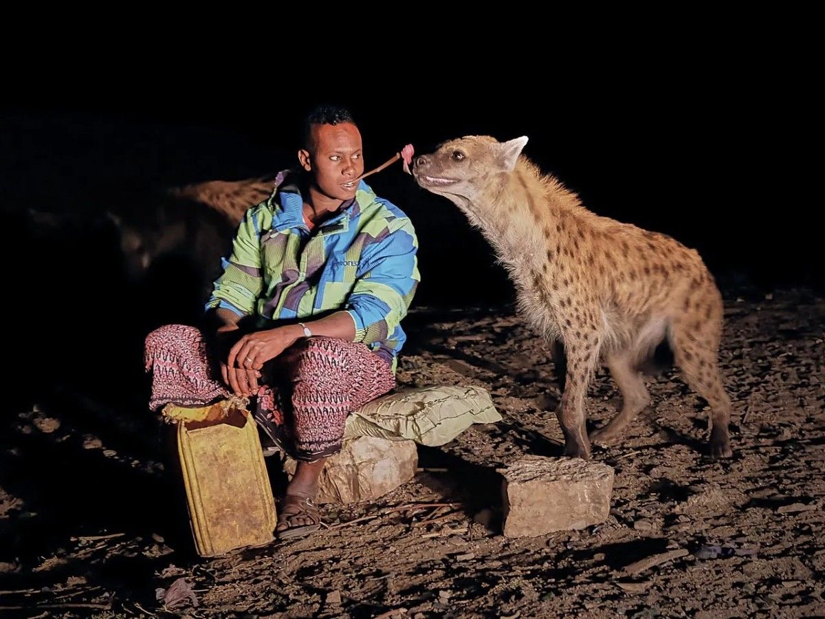 Hyena Feeding Site