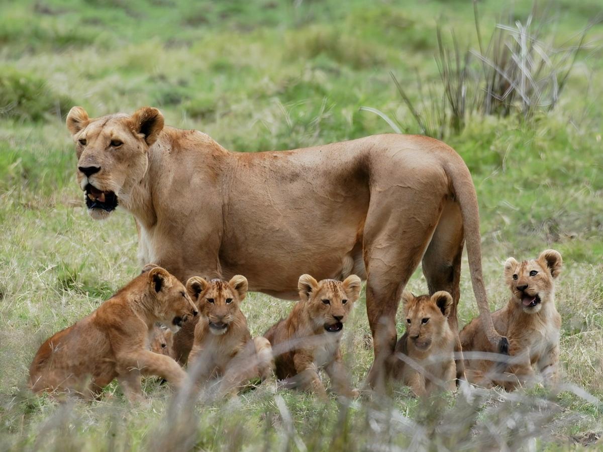 Mikumi National Park