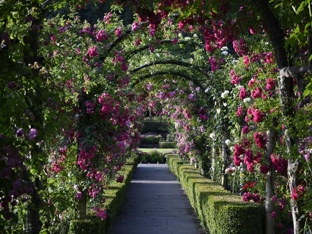 Rose Garden