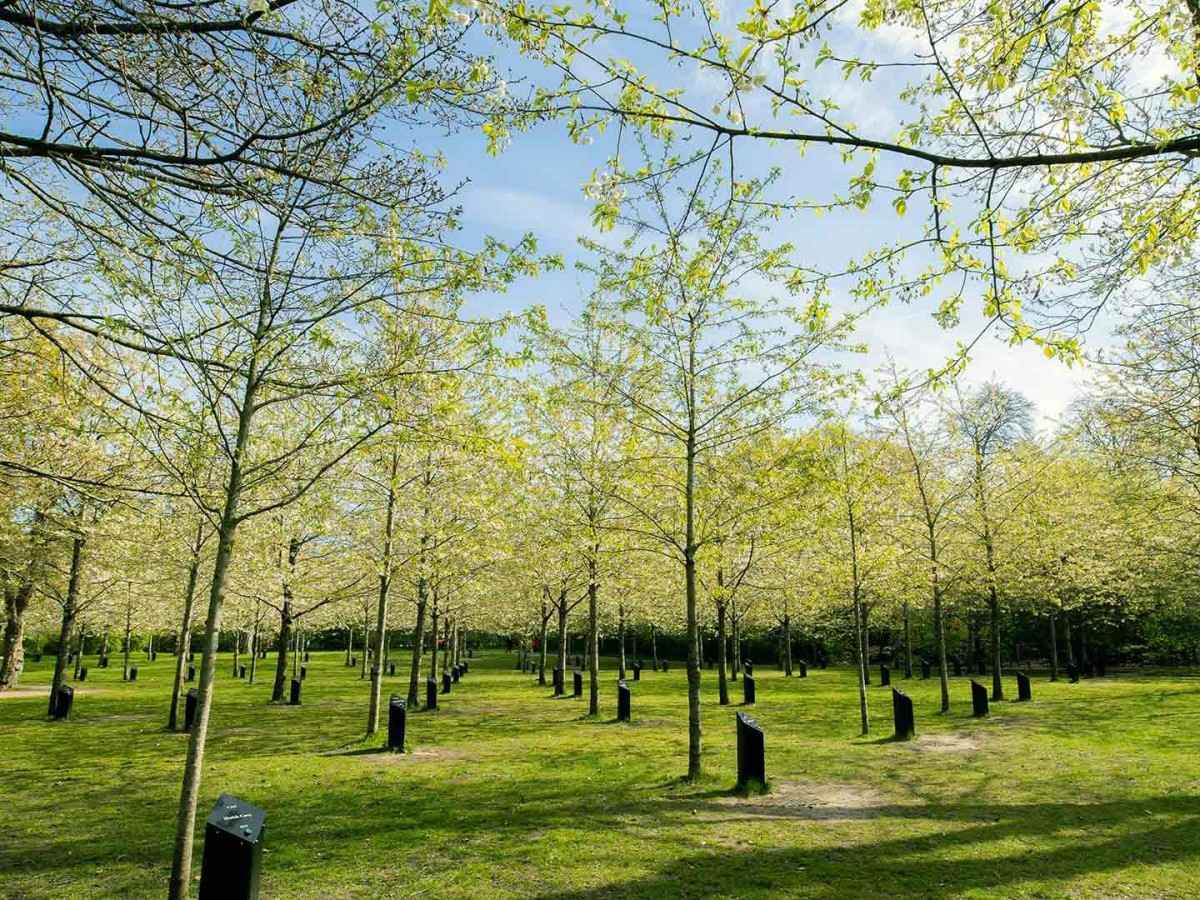 Are there really singing trees in Kildeparken?