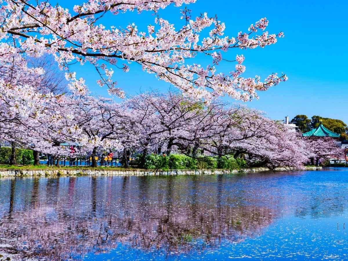 Why do Tokyo people cram museums, zoos and temples into one park?