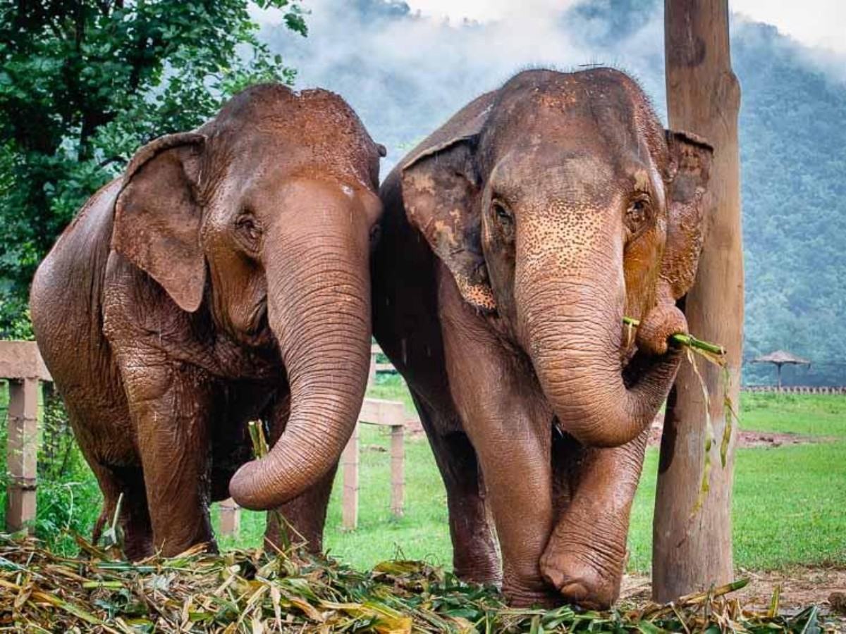 Encountering an Elephant Paradise in Chiang Mai: A First Look at Elephant Nature Park