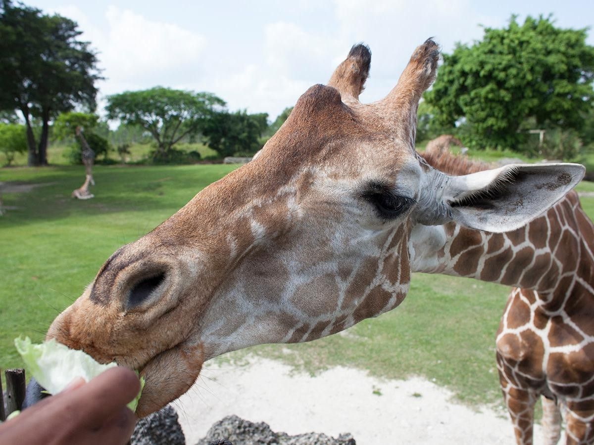 Animal Kingdom in a Tropical Taste!