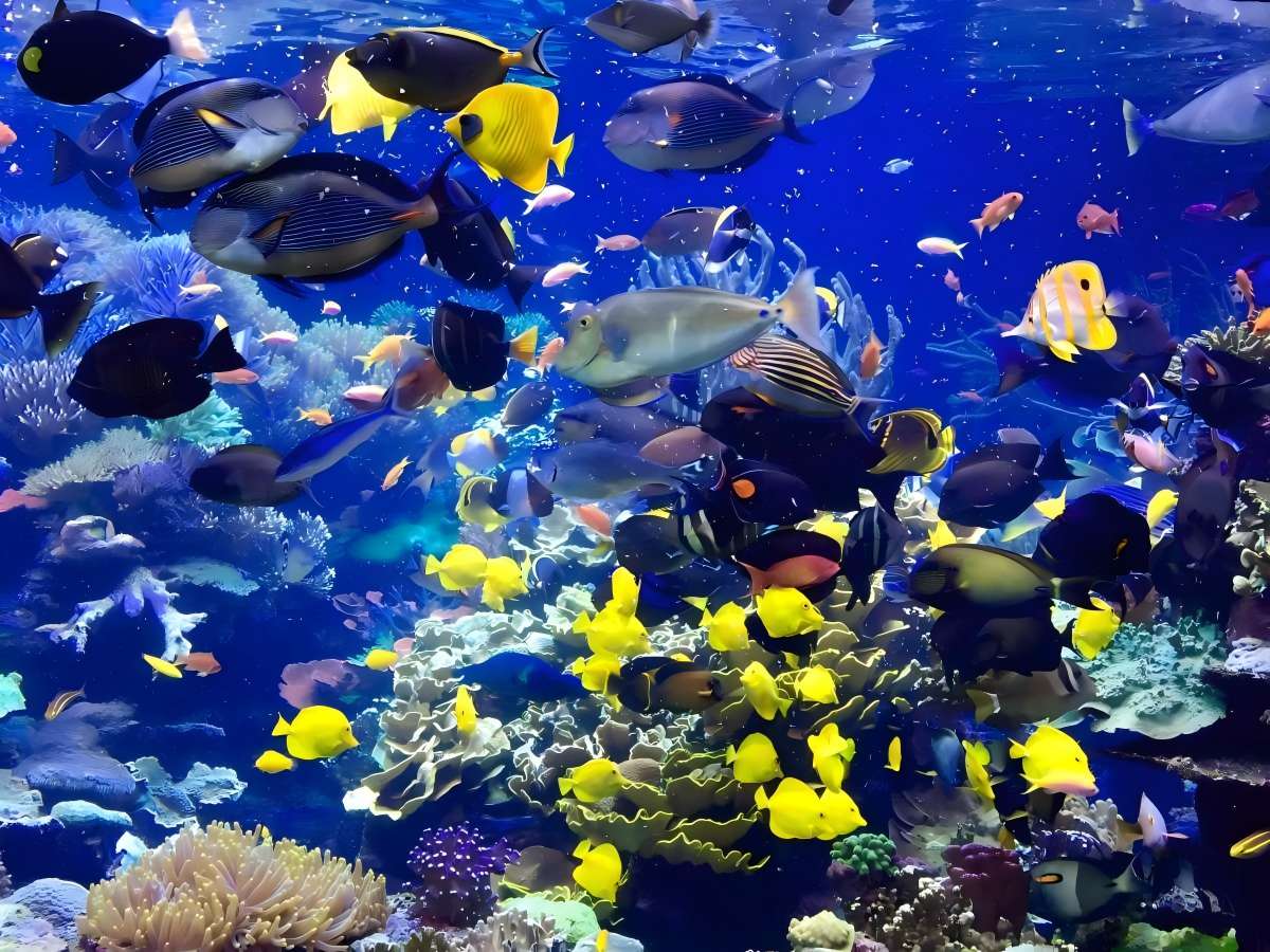 Long Island Diving Must Experience: Coral Reefs, Shipwrecks and Abundant Marine Life