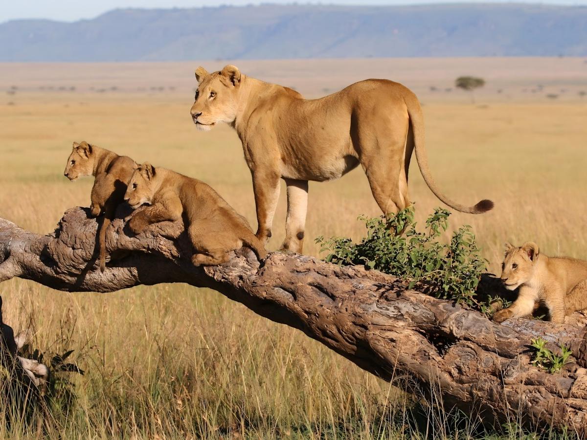 The Masai Mara Migration: How to plan your best viewing trip