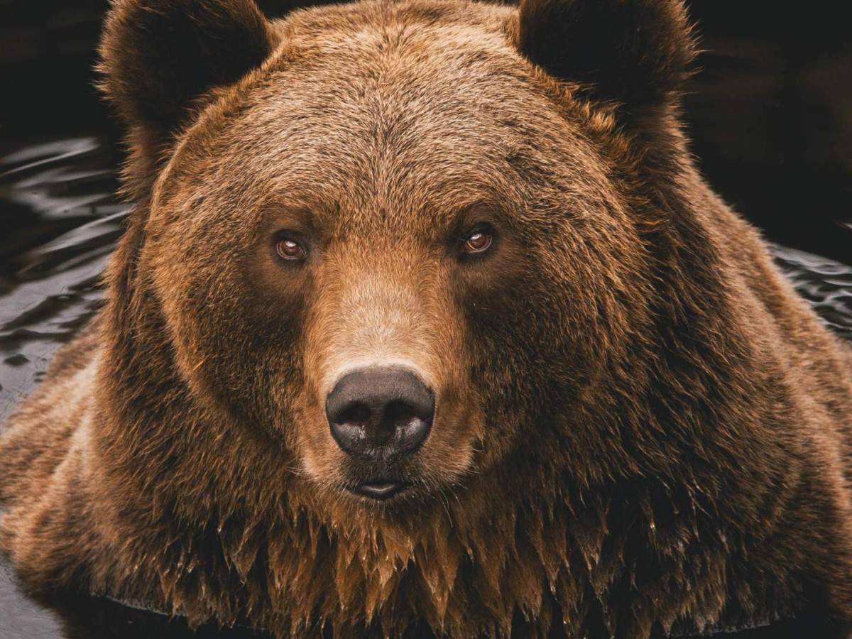 From long distance to close distance, Bear Park is the best place for you to watch bears!