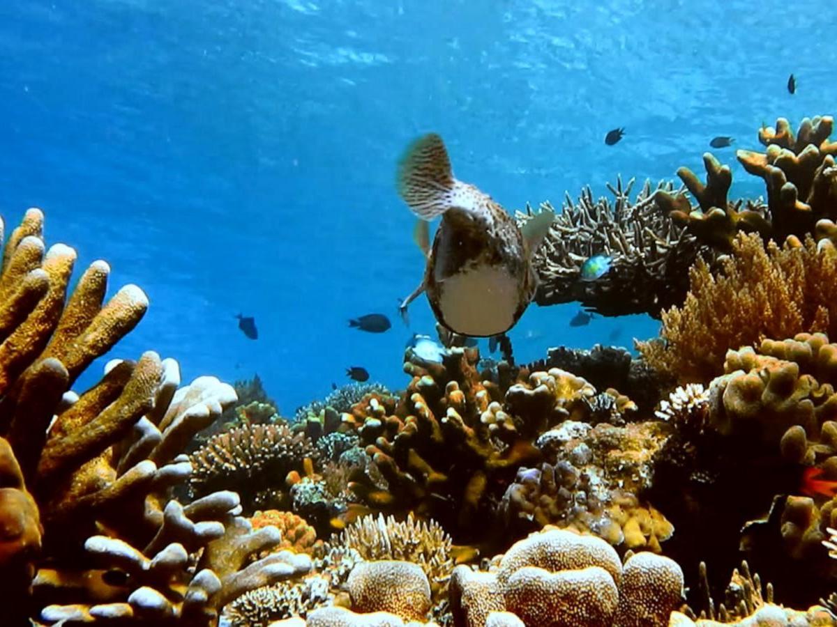 No diving license required! Mermaid Reef is an ocean paradise for beginners
