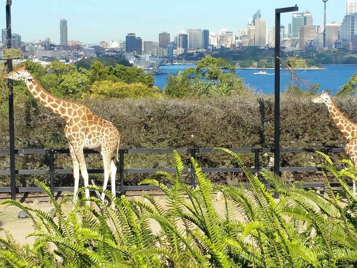 A day at Taronga Zoo: up close and personal with fascinating wildlife