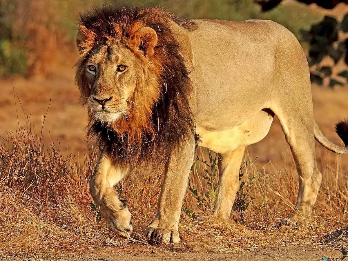Exploring Kenya's Indian Lion Forest: A Hidden Wildlife Paradise
