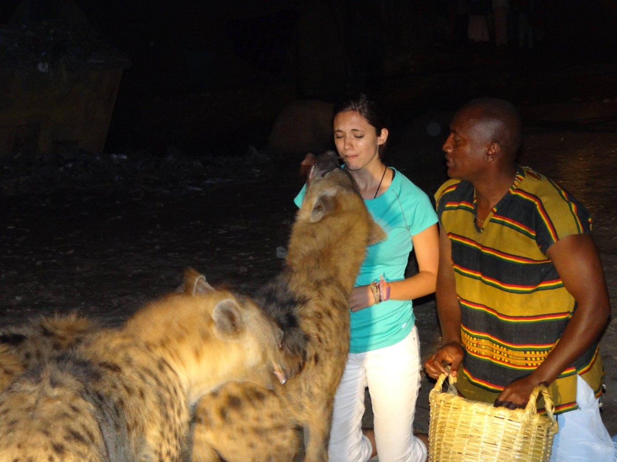 More shocking than the Kenya safari? The "wild" truth of Harar hyenas at close range