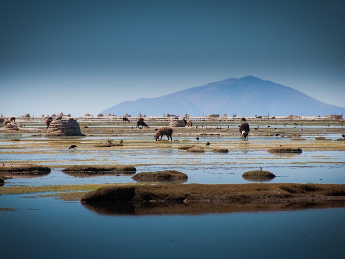 Lake on One Side, Sky on the Other: Uncovering Lago Uru Uru's Dreamy Salt Marsh