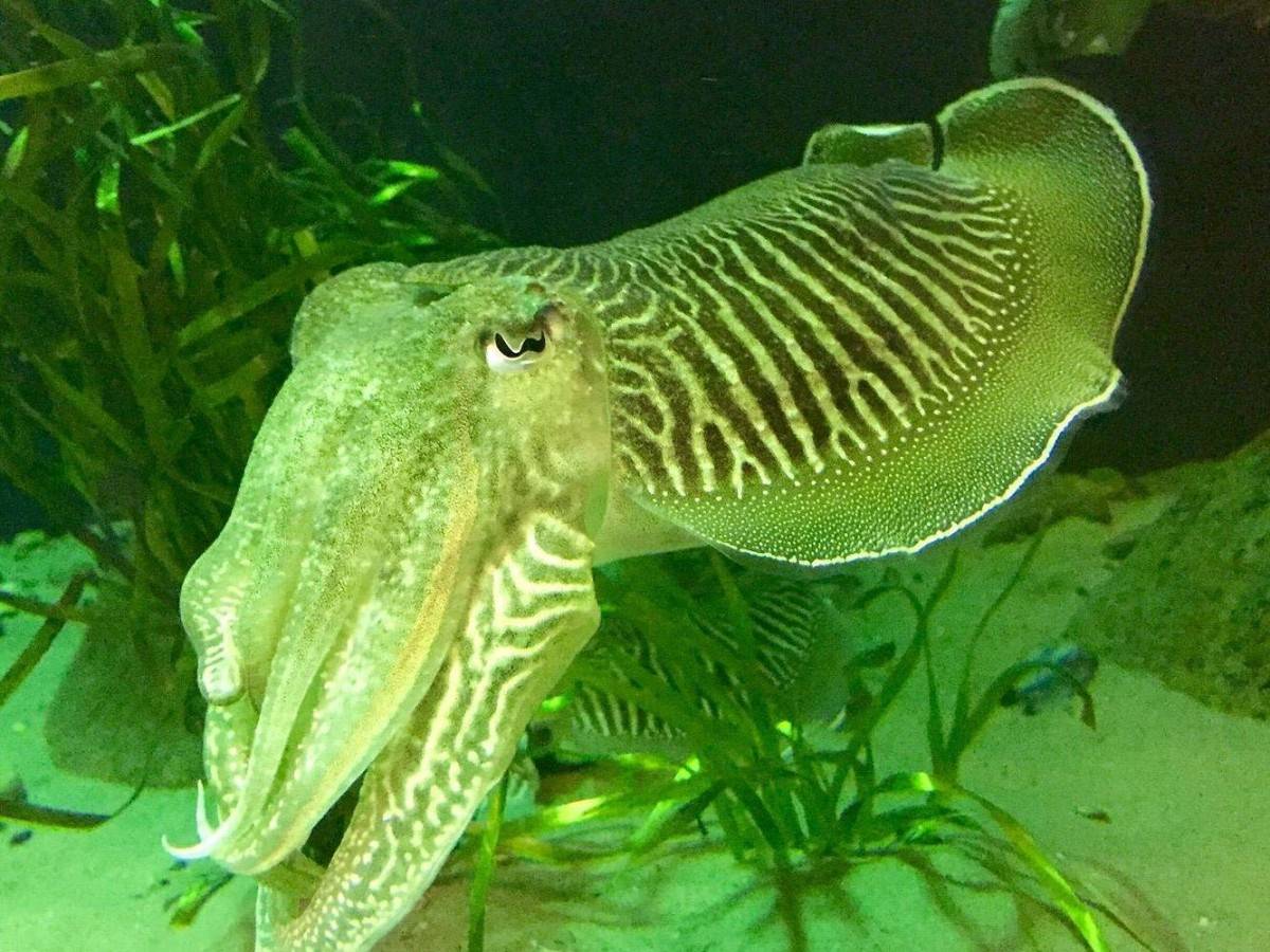 Can I touch a starfish or a crab at Oresund Aquarium?