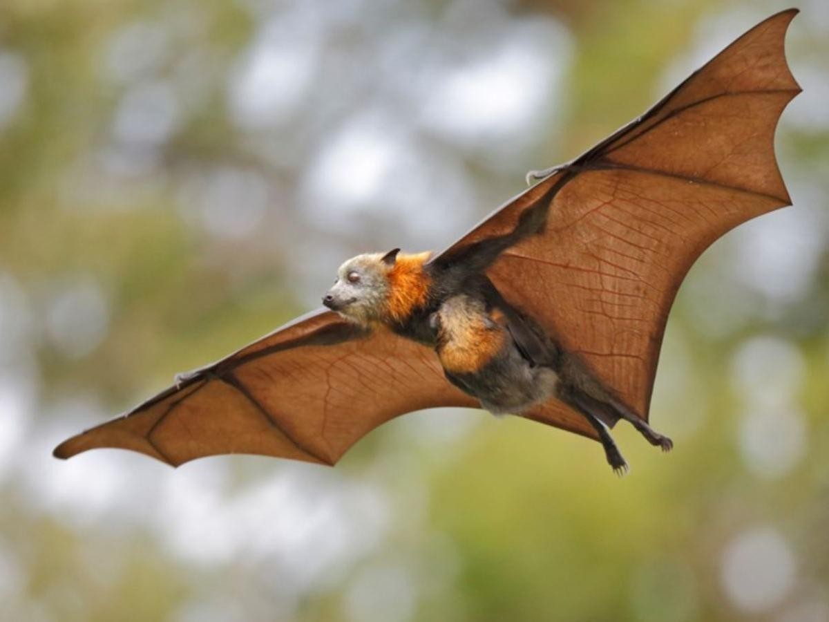 Visitors' Notes on Visiting Flying Fox Colony: Safety Tips and Ecological Highlights