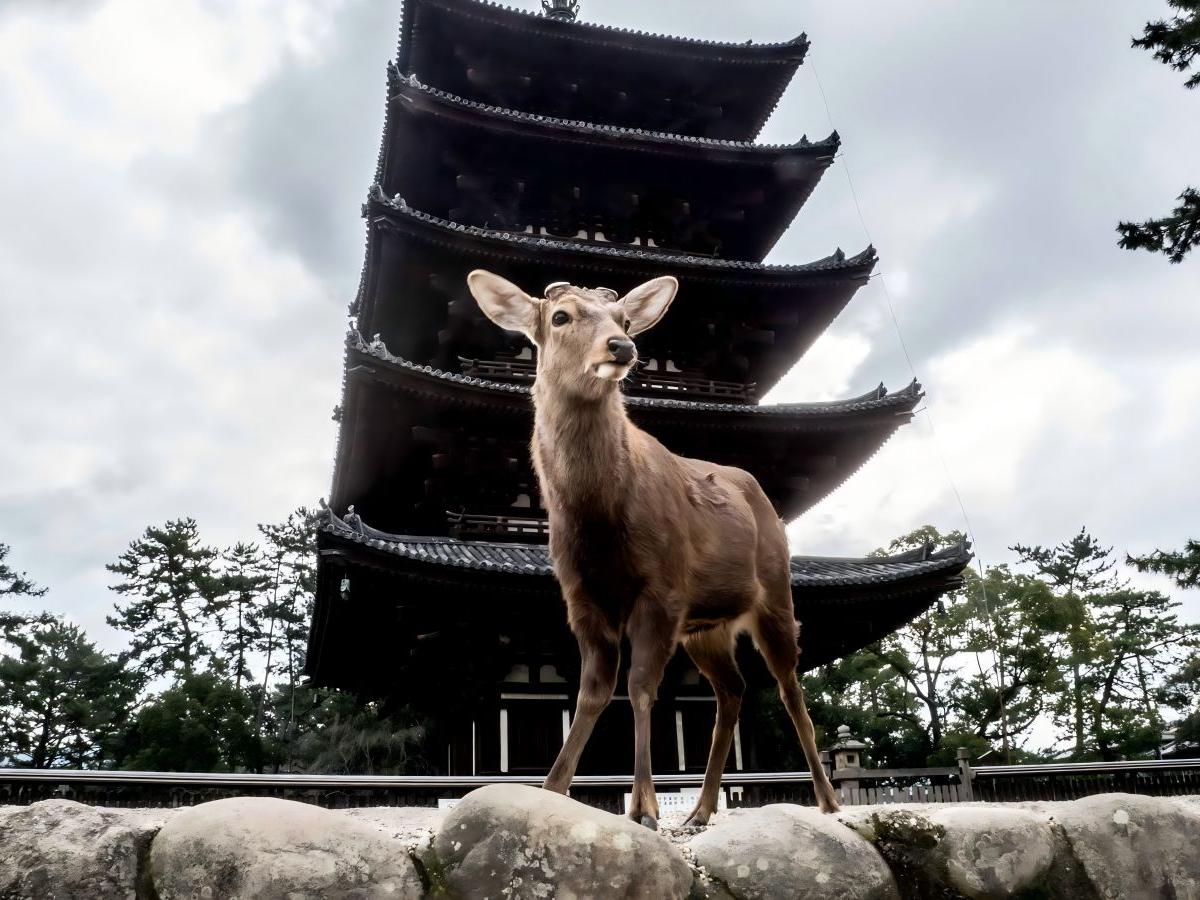 The Kingdom of the Deer: Into the Magical World of Nara Deer Park