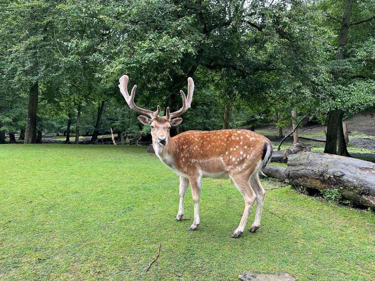 Have an intimate date with the deer at Aarhus Deer Park
