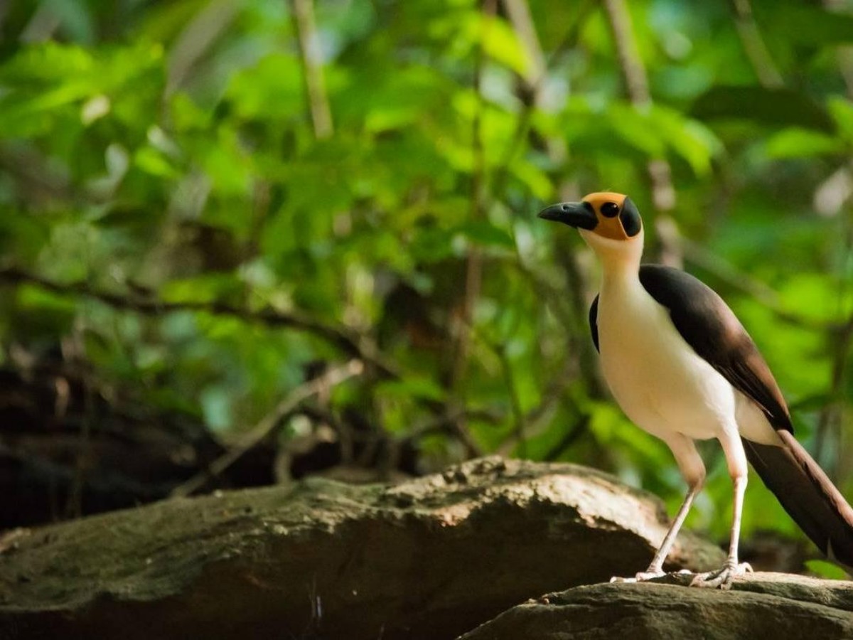 A complete guide to hiking in Tigle Forest Reserve: from equipment to hidden routes
