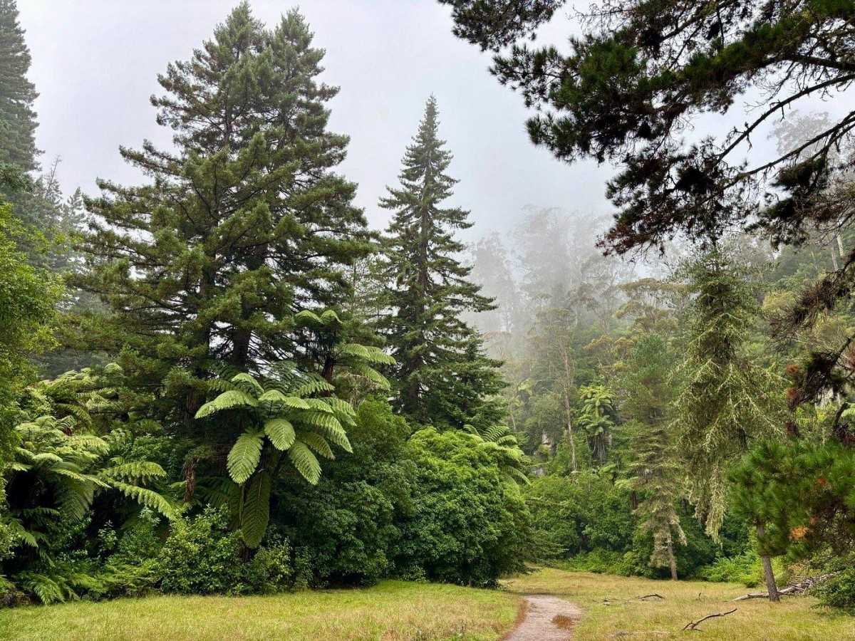 Why Does Everyone Visiting Rotorua Go to the Redwoods?