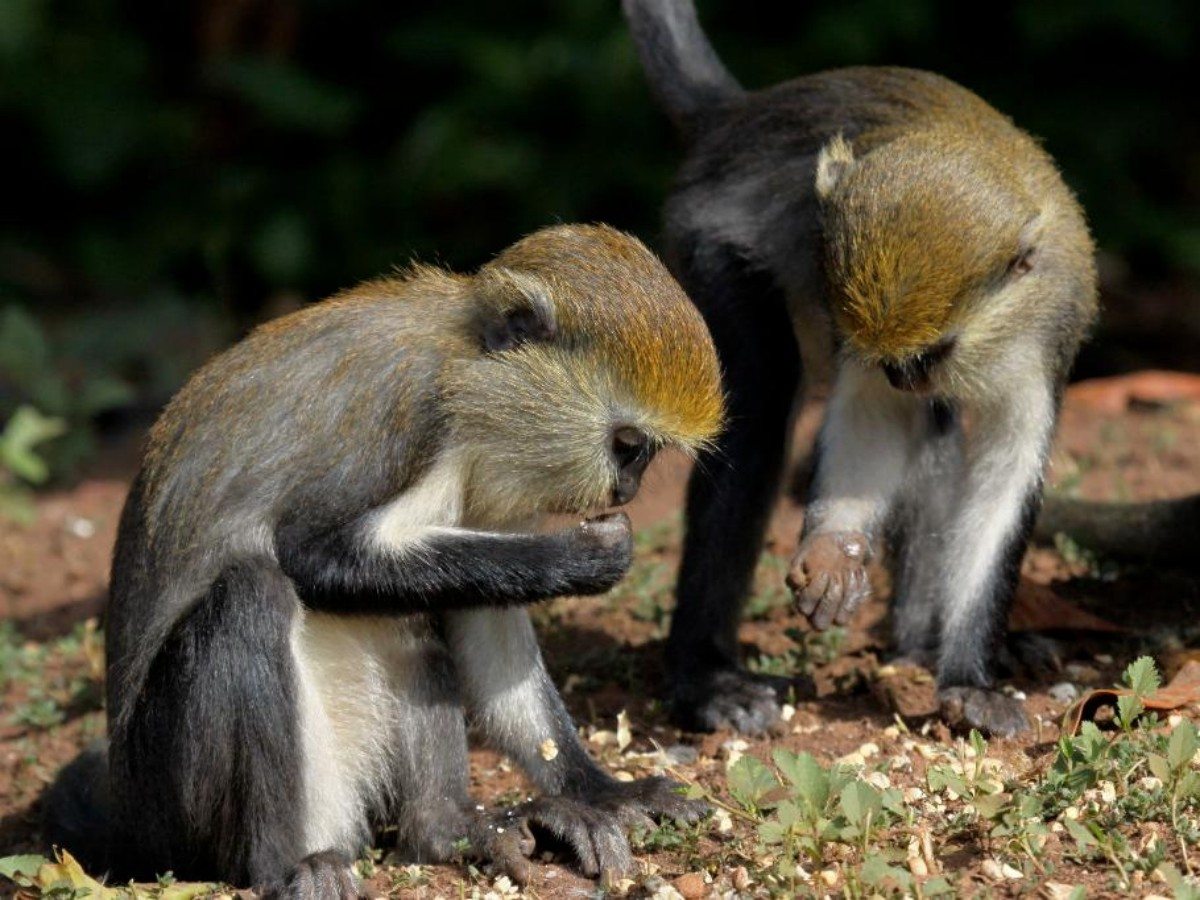 How to interact with monkeys safely? Visitors' Guide to Tafi Atome Monkey Sanctuary