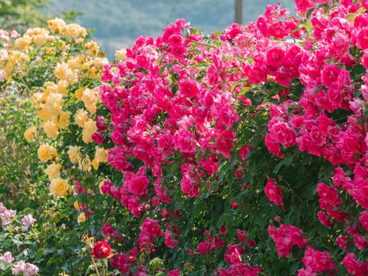 Rose Garden: The most beautiful roses in New Zealand are here!