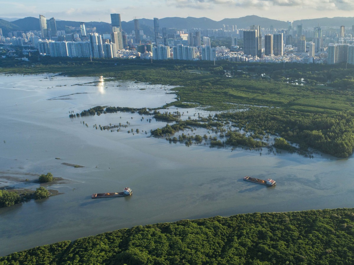 Explore nature's charms: the best things to do in Shenzhen Mangrove Nature Reserve!