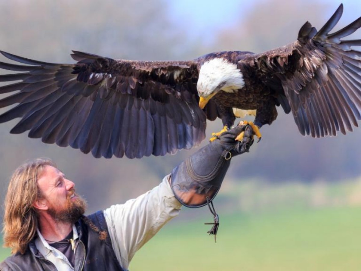 Is it possible to personally experience interacting with raptors while watching a show at Silkeborg Rovfugleshow?