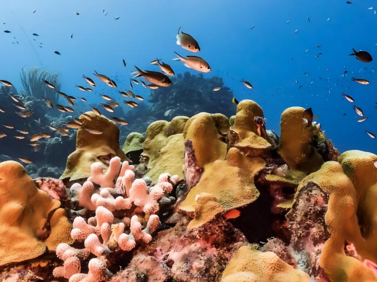 Please add the Andros Great Barrier Reef to your travel list