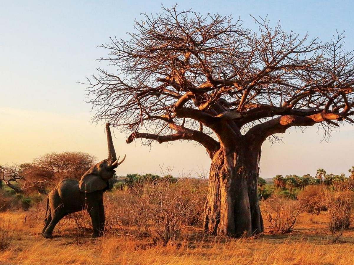 72 hours in Ruaha: the ultimate itinerary planning from wilderness hiking to starry sky dinner