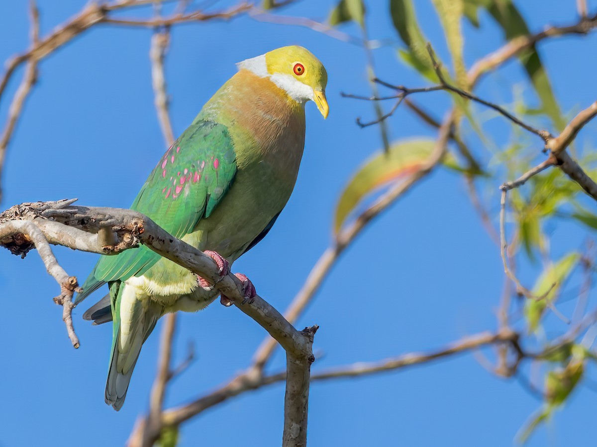 A complete analysis of the bird watching season in Atiu: When can you capture the beauty of flying feathers with your camera?