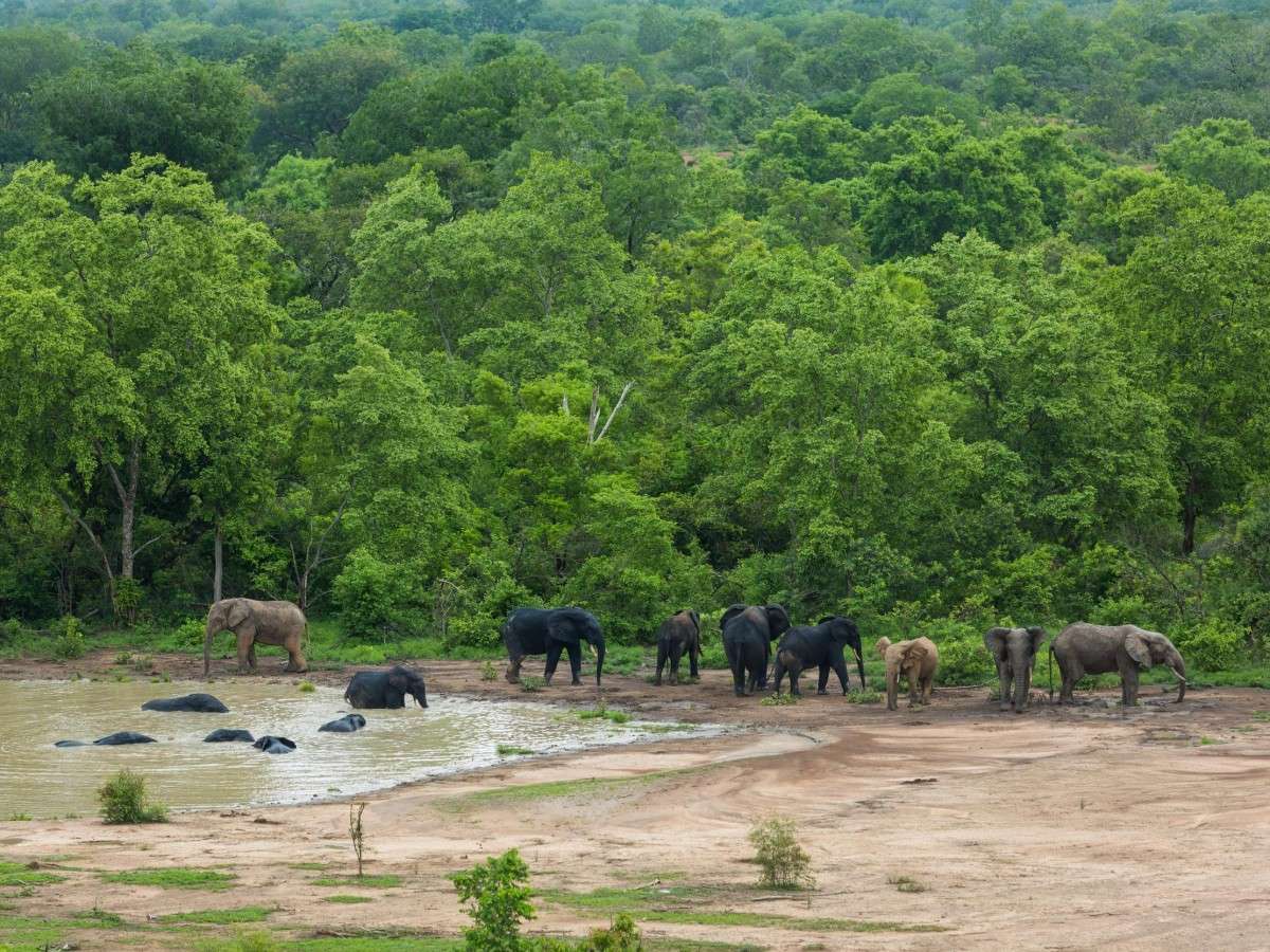 Enjoy Mole on a Budget: A Guide to Avoiding Pitfalls in Ghana's Niche Safaris