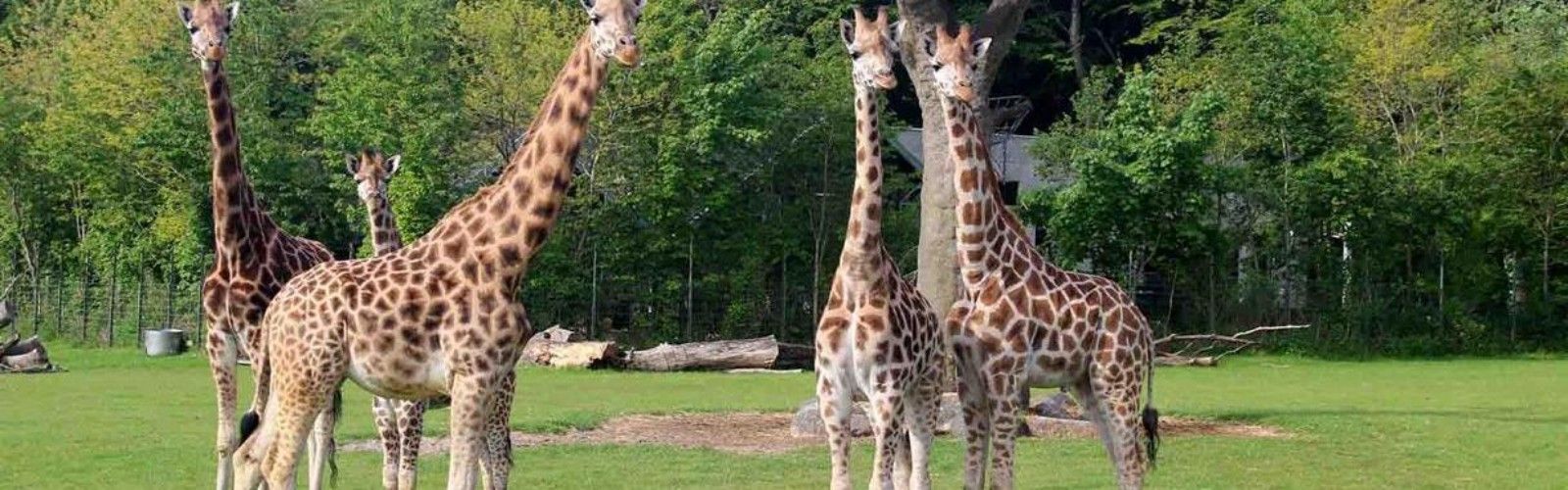 Aalborg Zoo