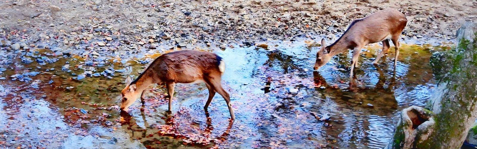 Nara Deer Park