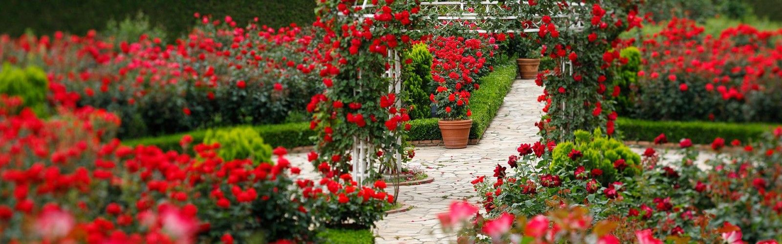 Rose Garden
