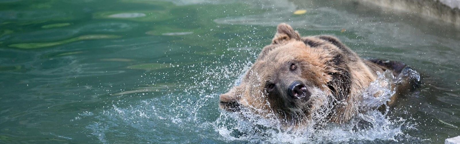 Bear Park