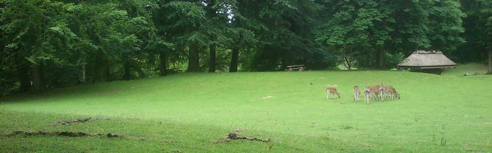 Marselisborg Deer Park