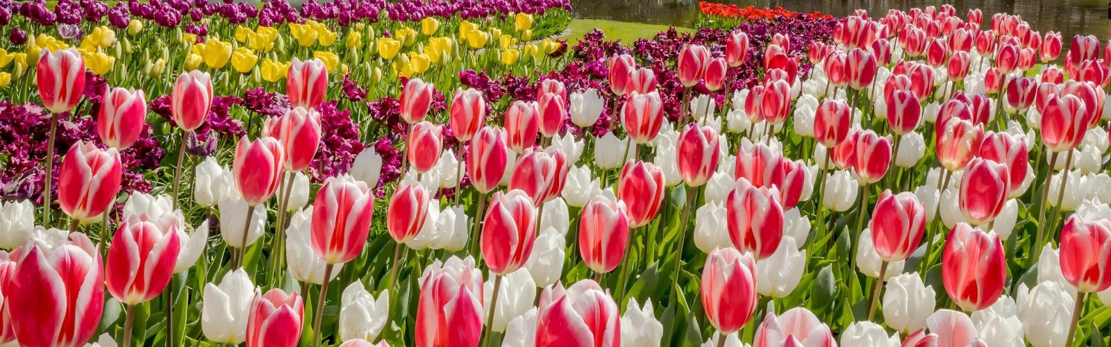 Keukenhof Tulip Park
