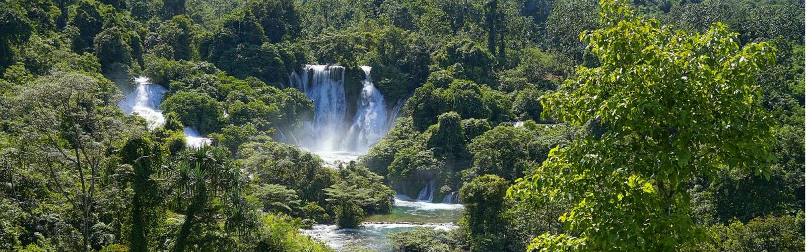 Rainforest Habitat