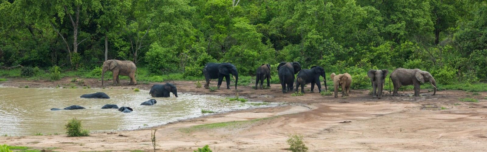 Mole National Park