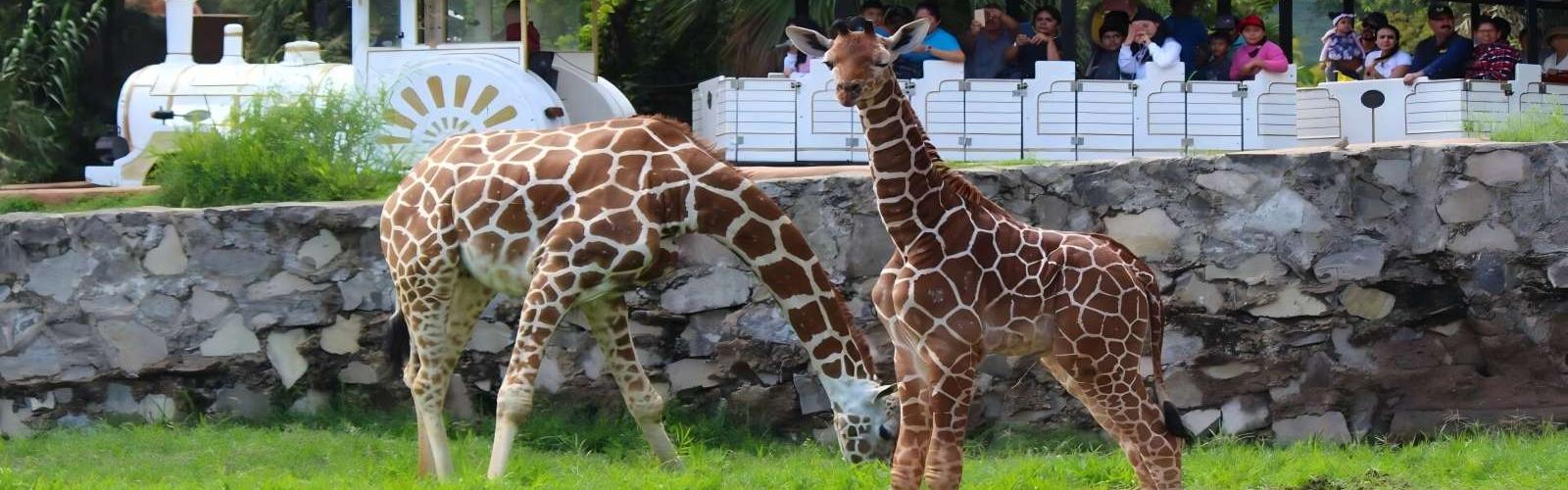 Guadalajara Zoo